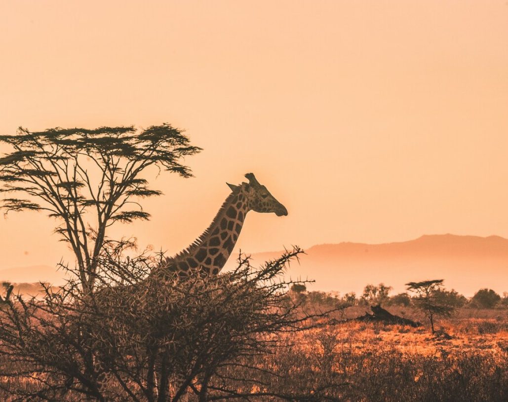 harshil-gudka-kfxEUCTUeyg-unsplash